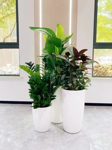 前湾盆景租赁价格